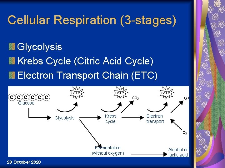 Cellular Respiration (3 -stages) Glycolysis Krebs Cycle (Citric Acid Cycle) Electron Transport Chain (ETC)