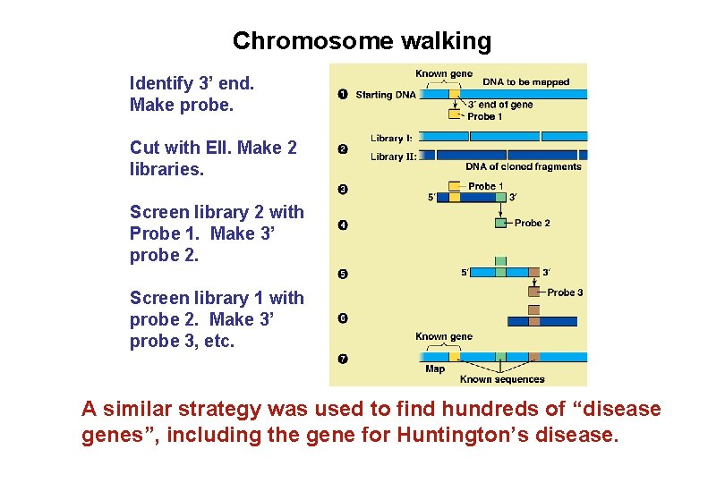 Chromosome walking Identify 3’ end. Make probe. Cut with EII. Make 2 libraries. Screen