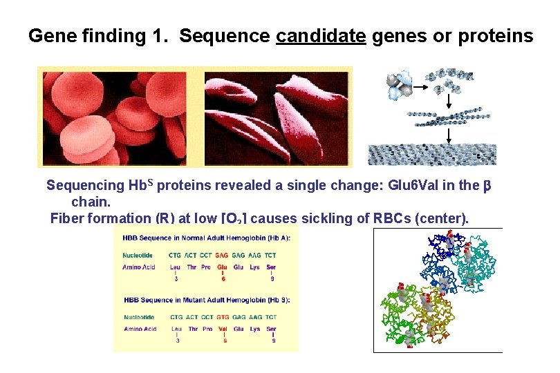 Gene finding 1. Sequence candidate genes or proteins Sequencing Hb. S proteins revealed a