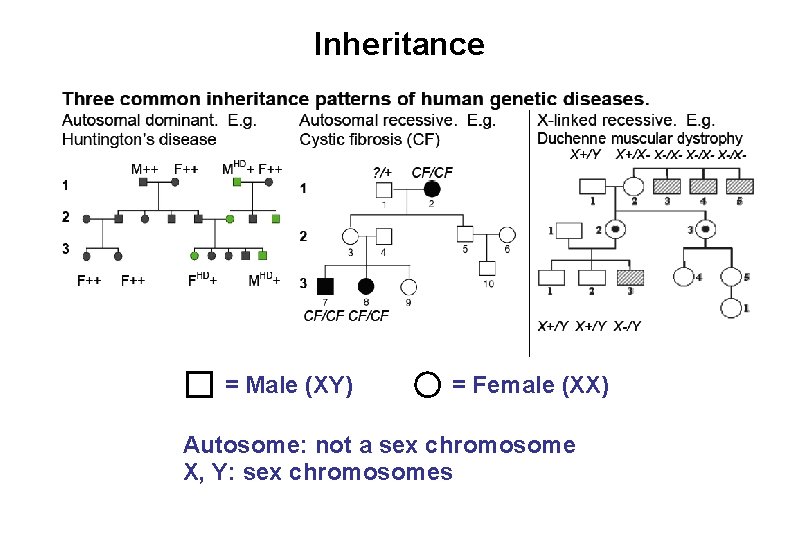 Inheritance = Male (XY) = Female (XX) Autosome: not a sex chromosome X, Y: