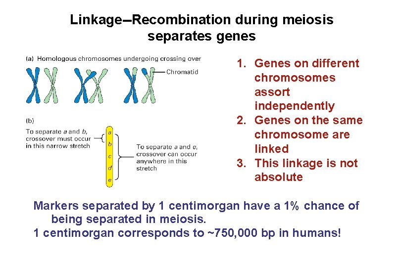 Linkage--Recombination during meiosis separates genes 1. Genes on different chromosomes assort independently 2. Genes