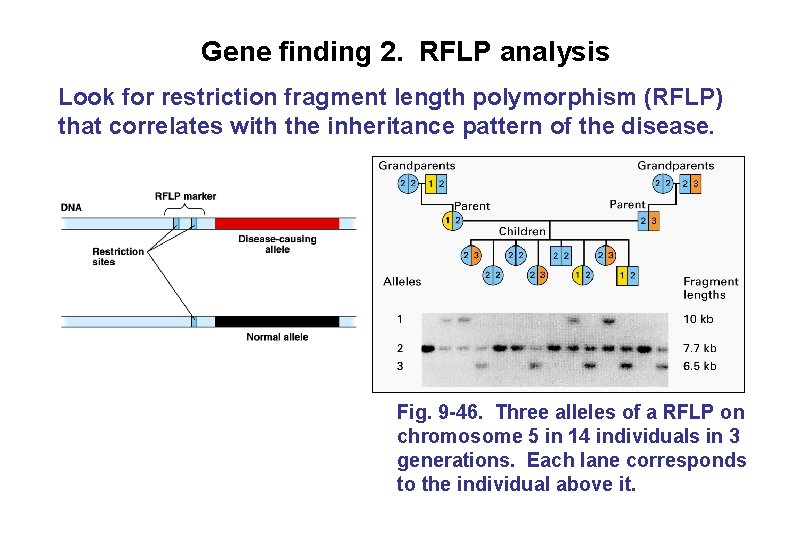 Gene finding 2. RFLP analysis Look for restriction fragment length polymorphism (RFLP) that correlates