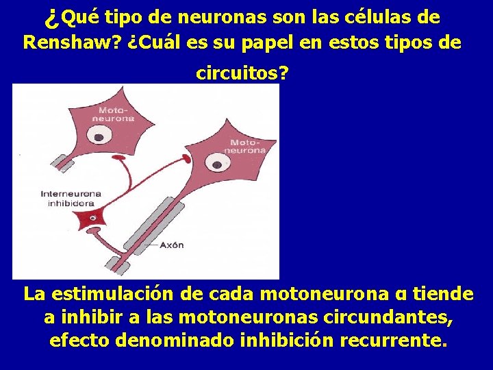 ¿Qué tipo de neuronas son las células de Renshaw? ¿Cuál es su papel en