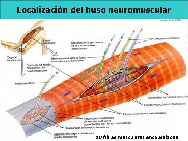 Localización del huso neuromuscular 10 fibras musculares encapsuladas 