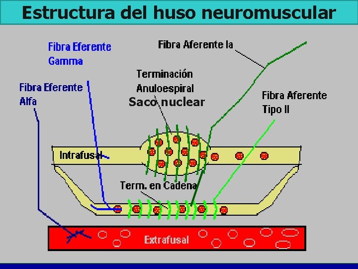 Estructura del huso neuromuscular Saco nuclear 