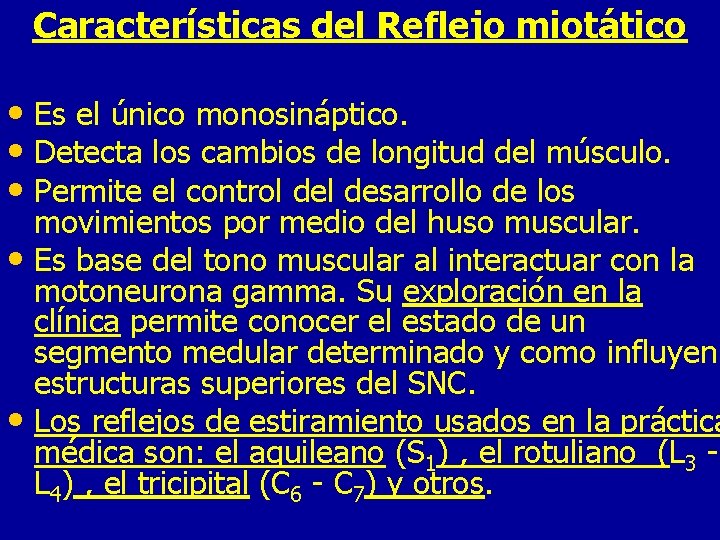 Características del Reflejo miotático • Es el único monosináptico. • Detecta los cambios de