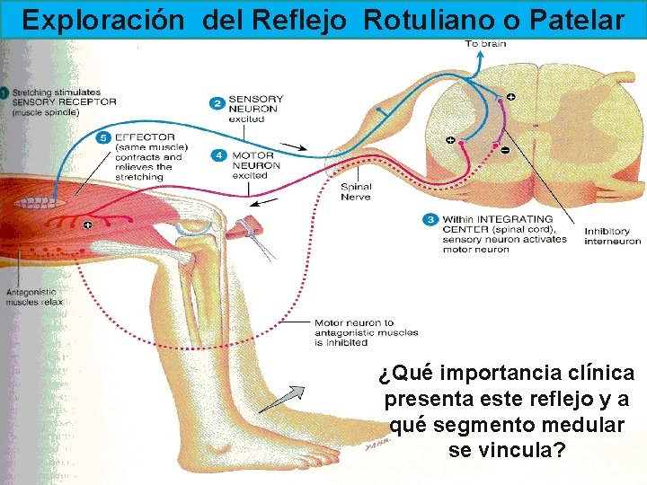 Exploración del Reflejo Rotuliano o Patelar ¿Qué importancia clínica presenta este reflejo y a