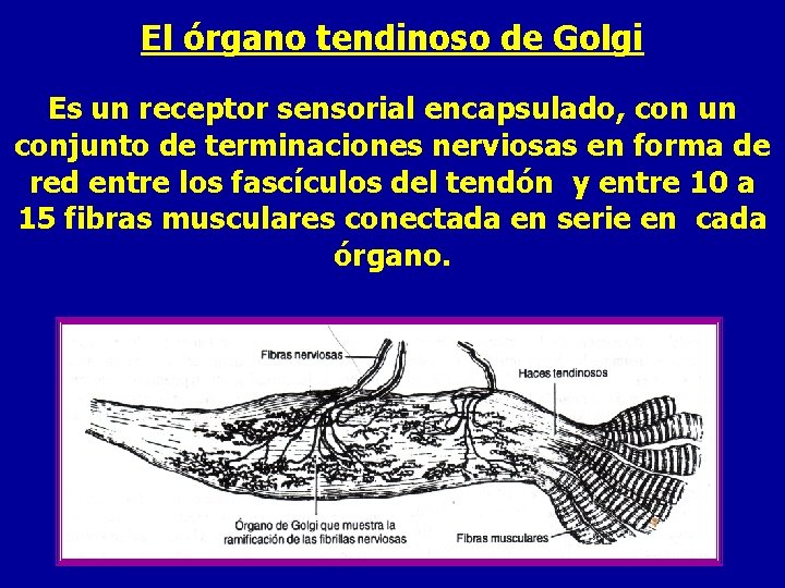 El órgano tendinoso de Golgi Es un receptor sensorial encapsulado, con un conjunto de