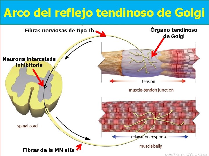 Arco del reflejo tendinoso de Golgi Fibras nerviosas de tipo Ib Neurona intercalada inhibitoria