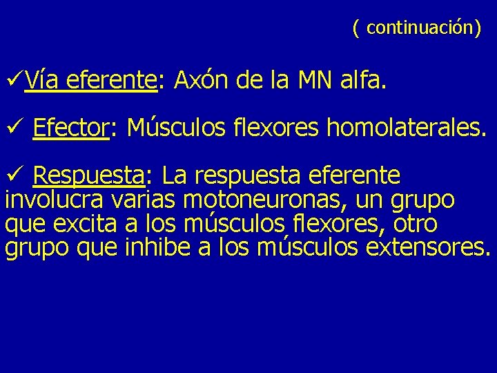 ( continuación) üVía eferente: Axón de la MN alfa. ü Efector: Músculos flexores homolaterales.