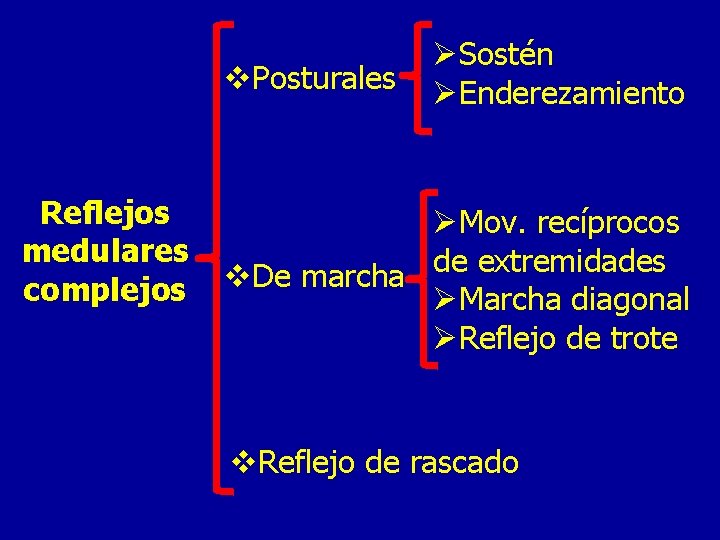 v. Posturales Reflejos medulares complejos ØSostén ØEnderezamiento ØMov. recíprocos de extremidades v. De marcha