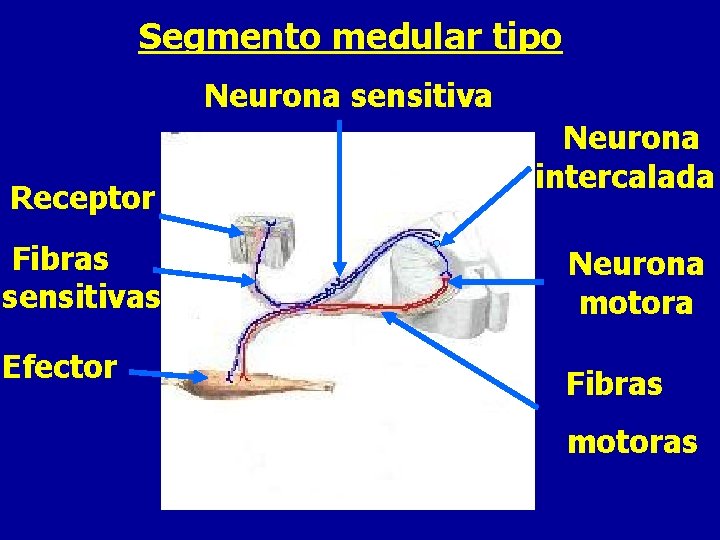 Segmento medular tipo Neurona sensitiva Receptor Fibras sensitivas Efector Neurona intercalada Neurona motora Fibras