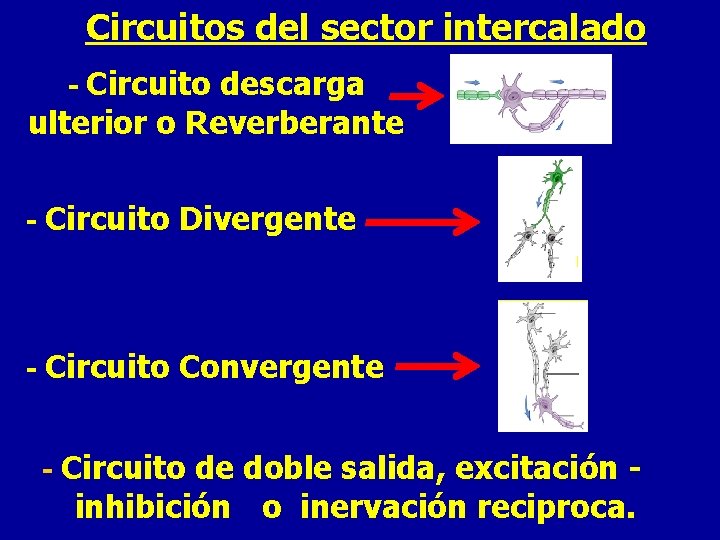 Circuitos del sector intercalado - Circuito descarga ulterior o Reverberante - Circuito Divergente -