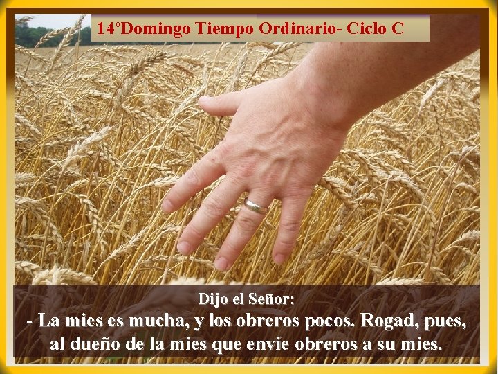 14ºDomingo Tiempo Ordinario- Ciclo C Dijo el Señor: - La mies es mucha, y