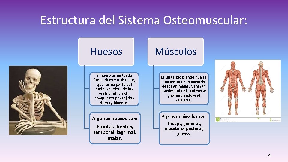 Estructura del Sistema Osteomuscular: Huesos Músculos El hueso es un tejido firme, duro y Estructura del Sistema Osteomuscular: Huesos Músculos El hueso es un tejido firme, duro y
