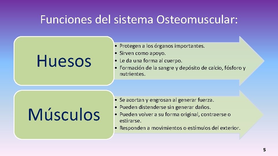 Funciones del sistema Osteomuscular: Huesos Músculos • • Protegen a los órganos importantes. Sirven Funciones del sistema Osteomuscular: Huesos Músculos • • Protegen a los órganos importantes. Sirven