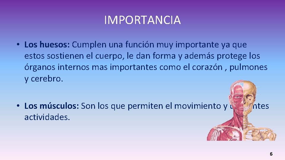 IMPORTANCIA • Los huesos: Cumplen una función muy importante ya que estos sostienen el IMPORTANCIA • Los huesos: Cumplen una función muy importante ya que estos sostienen el