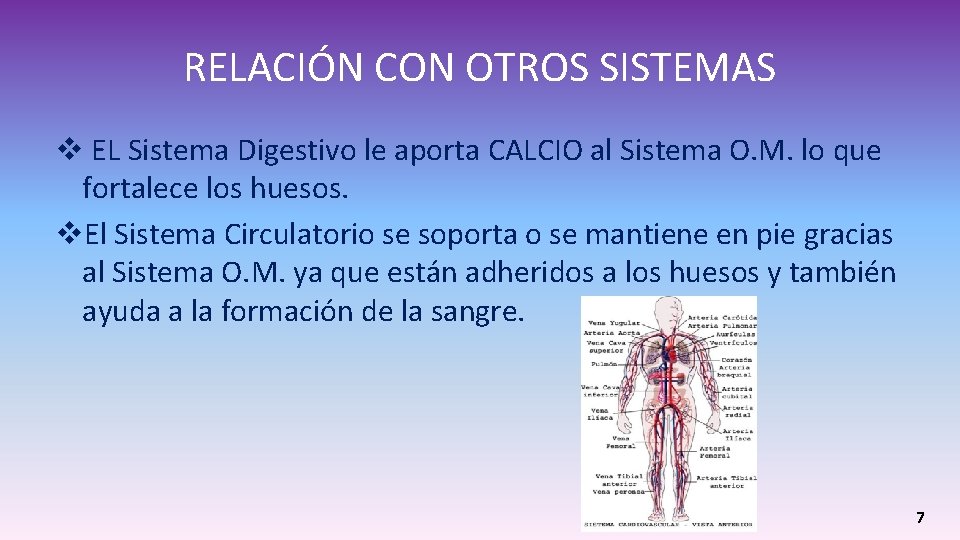 RELACIÓN CON OTROS SISTEMAS v EL Sistema Digestivo le aporta CALCIO al Sistema O. RELACIÓN CON OTROS SISTEMAS v EL Sistema Digestivo le aporta CALCIO al Sistema O.