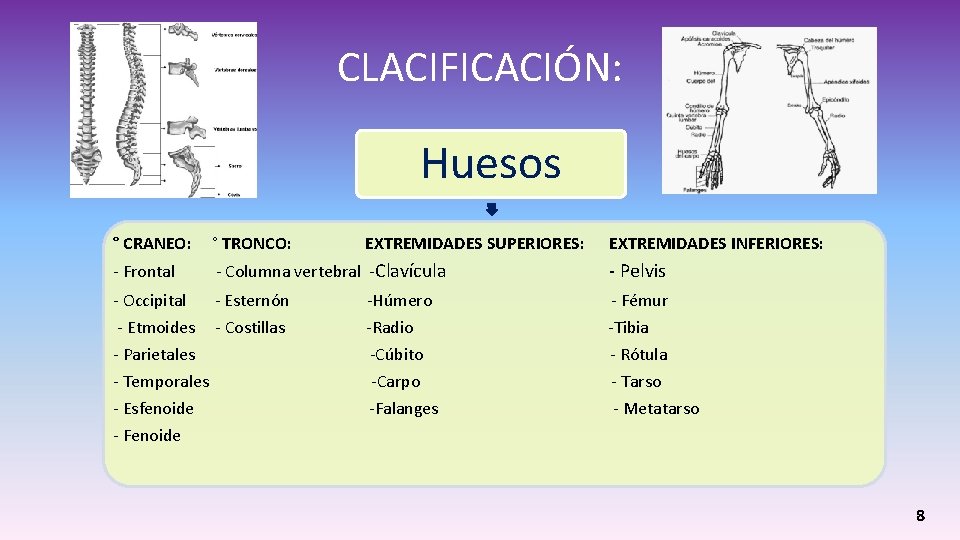 CLACIFICACIÓN: Huesos ° CRANEO: ° TRONCO: - Frontal - Columna vertebral -Clavícula - Pelvis CLACIFICACIÓN: Huesos ° CRANEO: ° TRONCO: - Frontal - Columna vertebral -Clavícula - Pelvis