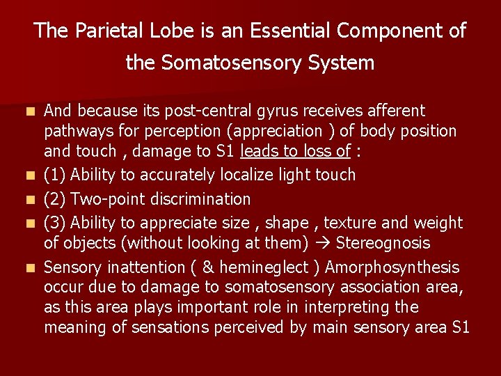 The Parietal Lobe is an Essential Component of the Somatosensory System n n n