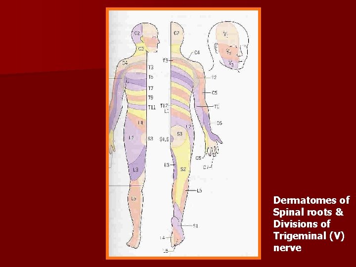 Dermatomes of Spinal roots & Divisions of Trigeminal (V) nerve 
