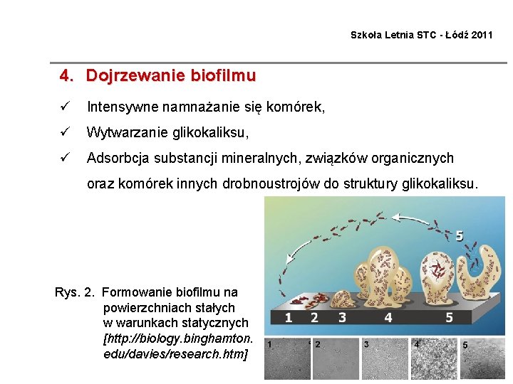 Szkoła Letnia STC - Łódź 2011 4. Dojrzewanie biofilmu ü Intensywne namnażanie się komórek,