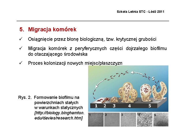 Szkoła Letnia STC - Łódź 2011 5. Migracja komórek ü Osiągnięcie przez błonę biologiczną,