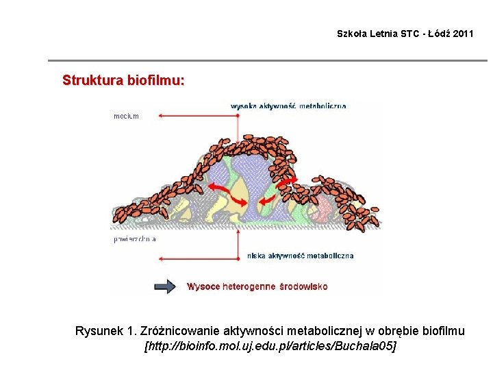 Szkoła Letnia STC - Łódź 2011 Struktura biofilmu: Rysunek 1. Zróżnicowanie aktywności metabolicznej w