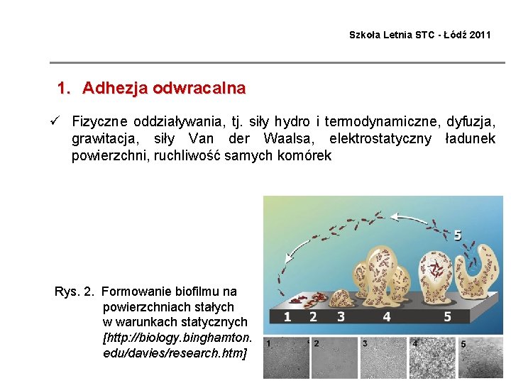 Szkoła Letnia STC - Łódź 2011 1. Adhezja odwracalna ü Fizyczne oddziaływania, tj. siły