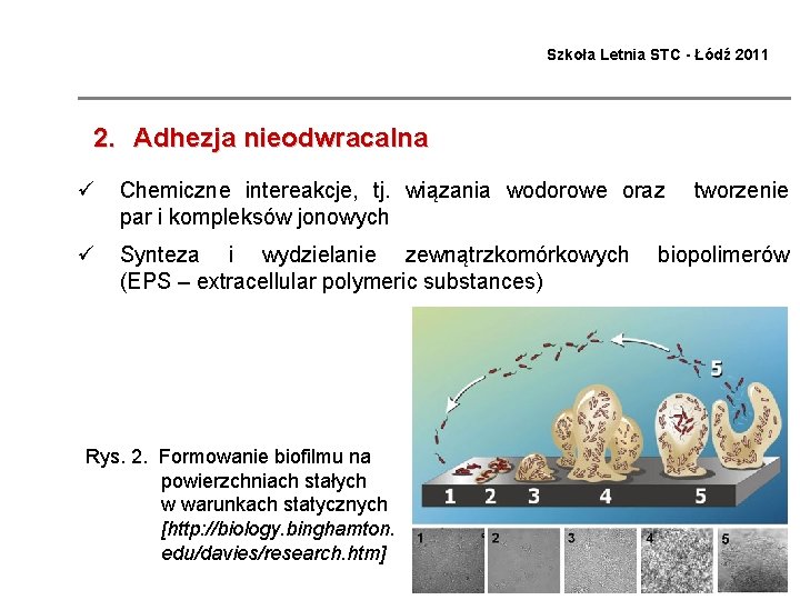 Szkoła Letnia STC - Łódź 2011 2. Adhezja nieodwracalna ü Chemiczne intereakcje, tj. wiązania