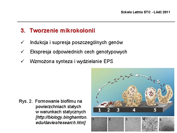 Szkoła Letnia STC - Łódź 2011 3. Tworzenie mikrokolonii ü Indukcja i supresja poszczególnych