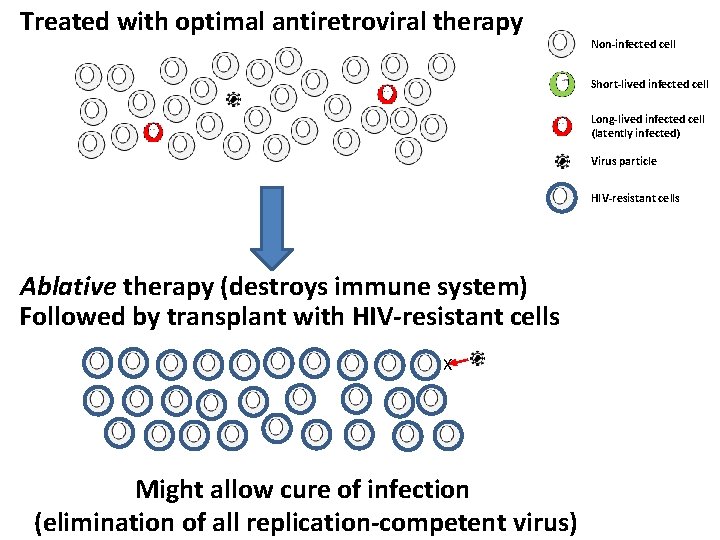 Treated with optimal antiretroviral therapy Non-infected cell Short-lived infected cell Long-lived infected cell (latently