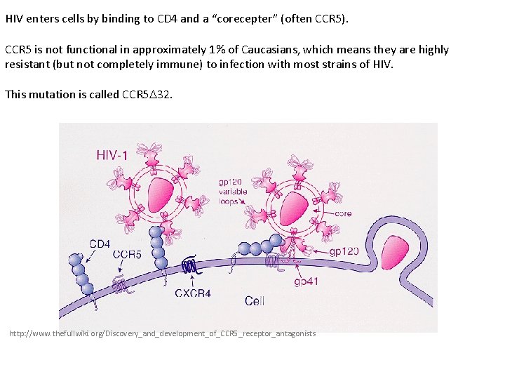 HIV enters cells by binding to CD 4 and a “corecepter” (often CCR 5).