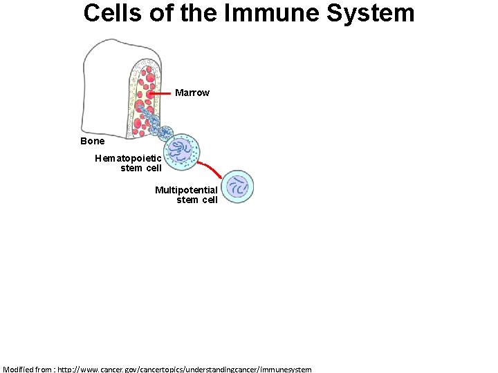 Cells of the Immune System Macrophage Marrow Mast cell Eosinophil Erythrocytes Basophil Monocyte Bone