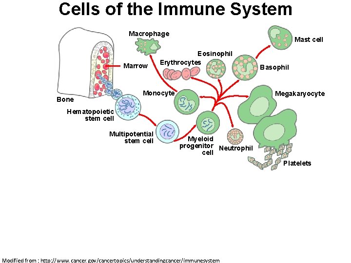 Cells of the Immune System Macrophage Marrow Mast cell Eosinophil Erythrocytes Basophil Monocyte Bone