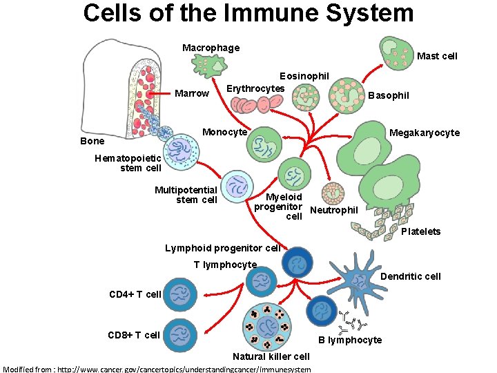 Cells of the Immune System Macrophage Marrow Mast cell Eosinophil Erythrocytes Basophil Monocyte Bone