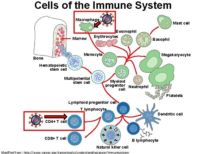 Cells of the Immune System Macrophage Marrow Mast cell Eosinophil Erythrocytes Basophil Monocyte Bone