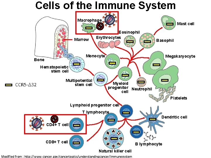 Cells of the Immune System Macrophage Marrow Mast cell Eosinophil Erythrocytes Basophil Monocyte Bone