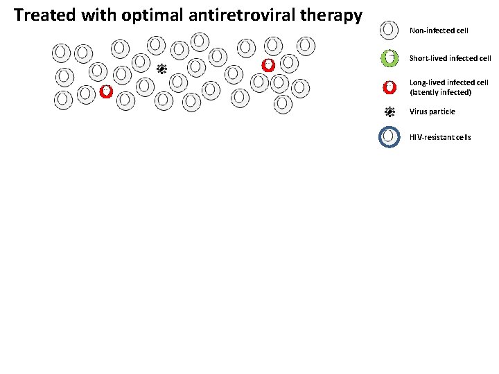 Treated with optimal antiretroviral therapy Non-infected cell Short-lived infected cell Long-lived infected cell (latently
