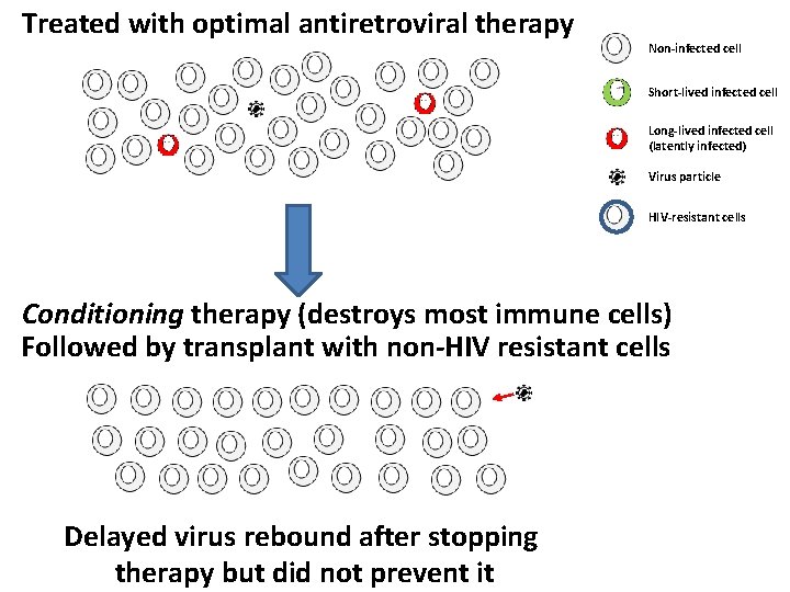 Treated with optimal antiretroviral therapy Non-infected cell Short-lived infected cell Long-lived infected cell (latently