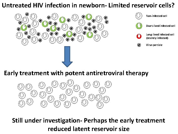 Untreated HIV infection in newborn- Limited reservoir cells? Non-infected cell Short-lived infected cell Long-lived