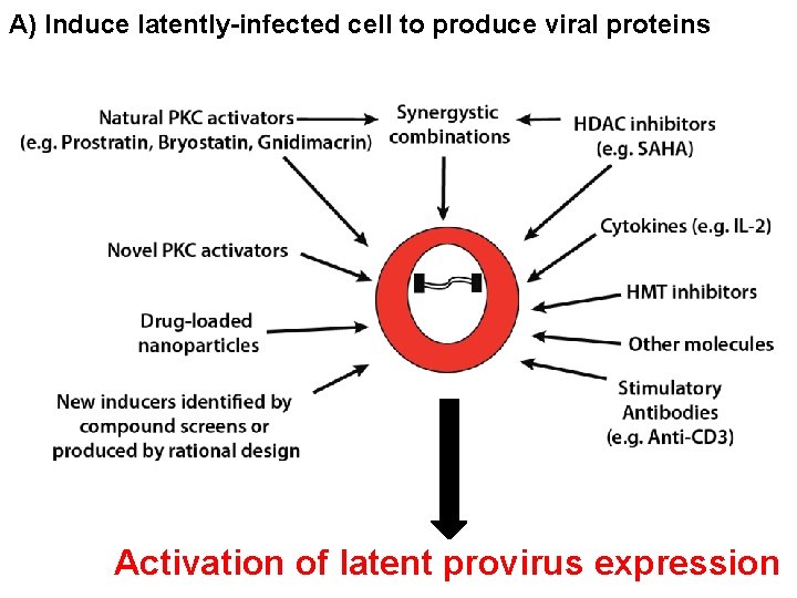 A) Induce latently-infected cell to produce viral proteins Activation of latent provirus expression 