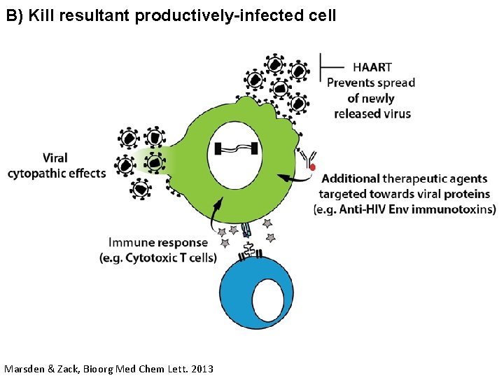 B) Kill resultant productively-infected cell Marsden & Zack, Bioorg Med Chem Lett. 2013 