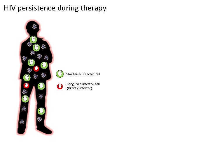 HIV persistence during therapy Short-lived infected cell Long-lived infected cell (latently infected) 