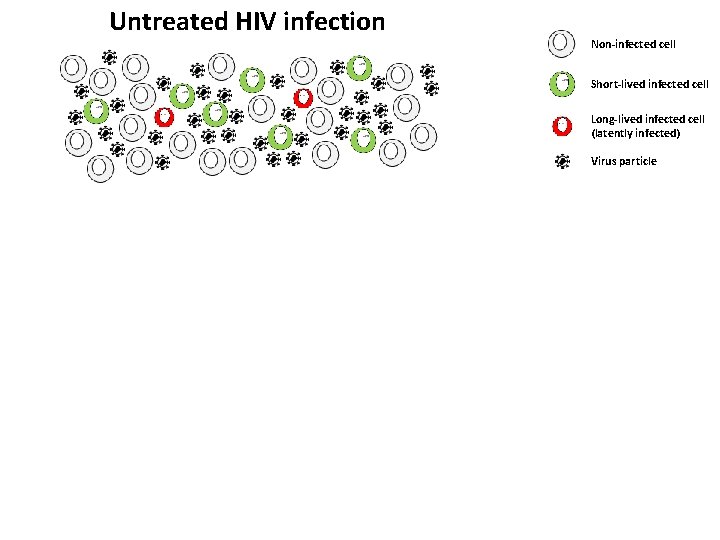 Untreated HIV infection Non-infected cell Short-lived infected cell Long-lived infected cell (latently infected) Virus