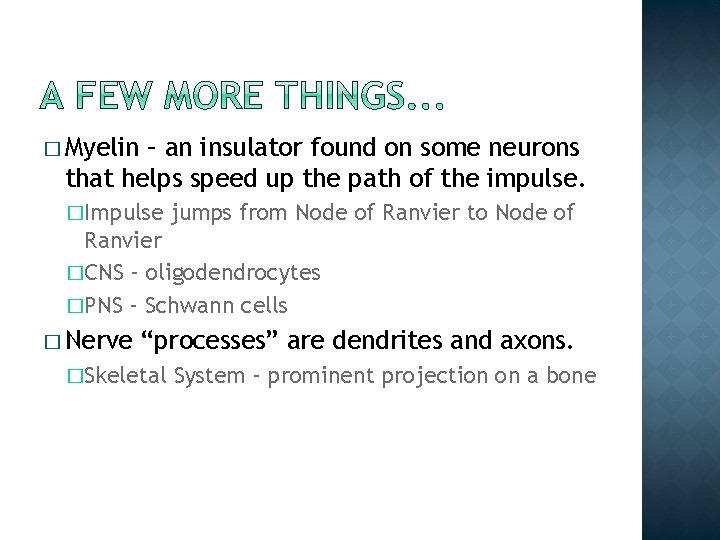 � Myelin – an insulator found on some neurons that helps speed up the � Myelin – an insulator found on some neurons that helps speed up the