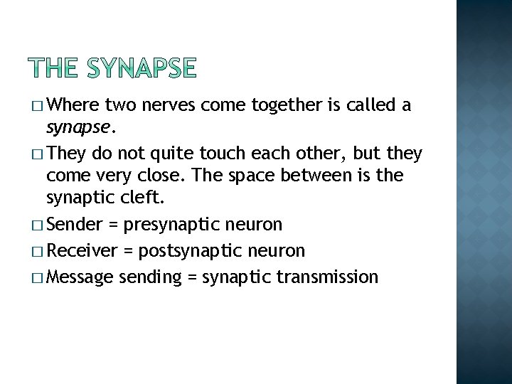 � Where two nerves come together is called a synapse. � They do not � Where two nerves come together is called a synapse. � They do not