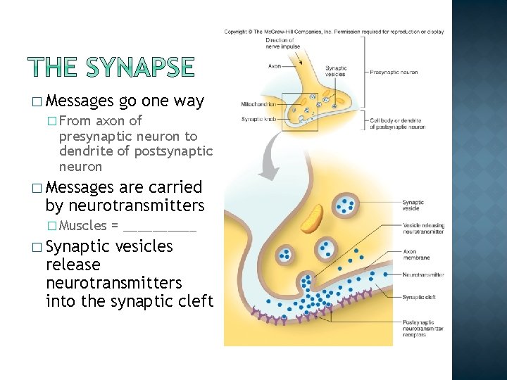 � Messages go one way � From axon of presynaptic neuron to dendrite of � Messages go one way � From axon of presynaptic neuron to dendrite of