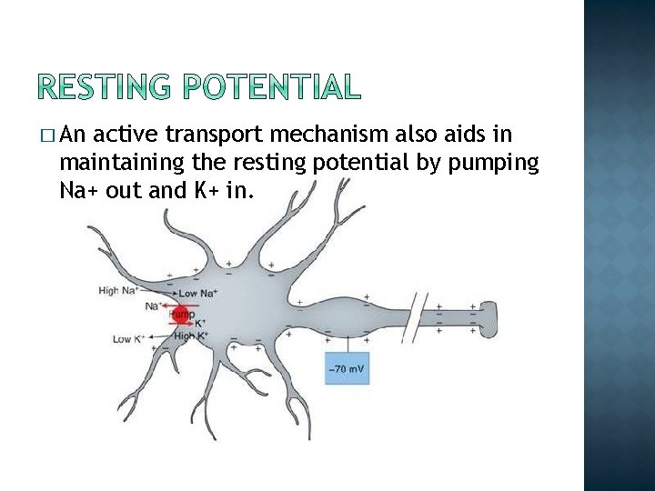 � An active transport mechanism also aids in maintaining the resting potential by pumping � An active transport mechanism also aids in maintaining the resting potential by pumping