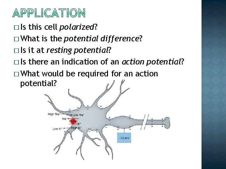 � Is this cell polarized? � What is the potential difference? � Is it � Is this cell polarized? � What is the potential difference? � Is it